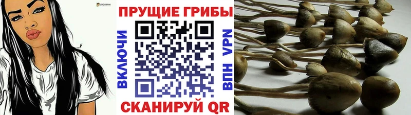 нарко площадка наркотические препараты  закладки  Рассказово  Псилоцибиновые грибы мухоморы 